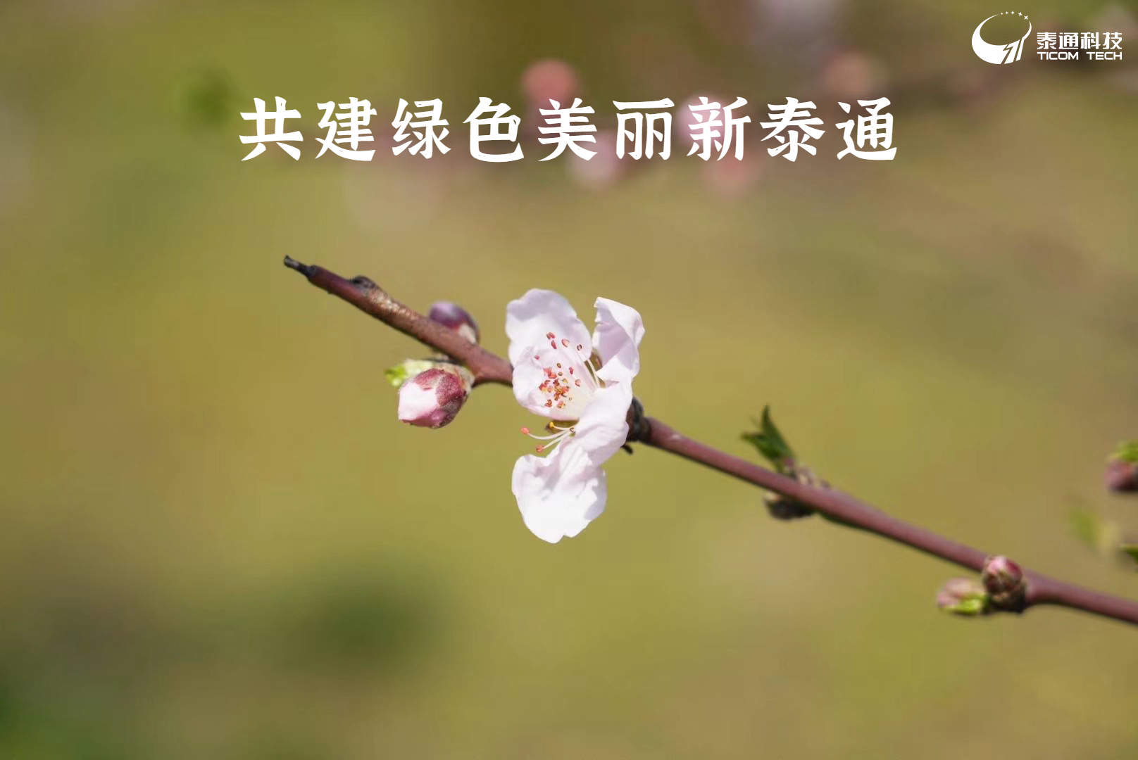 精準(zhǔn)聚焦 創(chuàng)新突破|泰通科技舉辦“齊心協(xié)力 播種希望 美化家園”2024年植樹節(jié)活動(dòng)